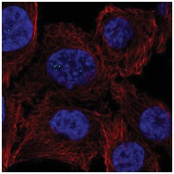 PPM1M Antibody, Novus Biologicals:Antibodies:Primary Antibodies