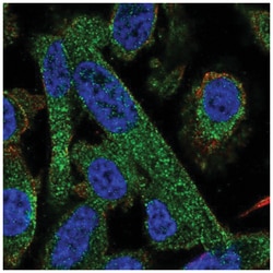 PPP2R5A Antibody, Novus Biologicals 100&mu;L; Unlabeled:Antibodies, Polyclonal
