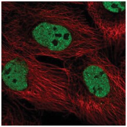 PPRC1 Antibody, Novus Biologicals:Antibodies:Primary Antibodies