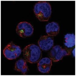 PRAM1 Antibody, Novus Biologicals 100&mu;L; Unlabeled:Antibodies, Polyclonal