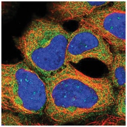 PRAS40 Antibody, Novus Biologicals 25 &mu;L:Antibodies, Polyclonal