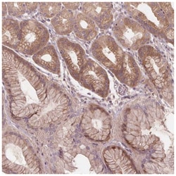 PRAS40 Antibody, Novus Biologicals:Antibodies:Primary Antibodies