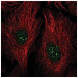 PRDM15 Antibody, Novus Biologicals:Antibodies:Primary Antibodies