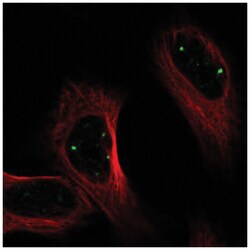 PRDM15 Antibody, Novus Biologicals 100&mu;L; Unlabeled:Antibodies, Polyclonal