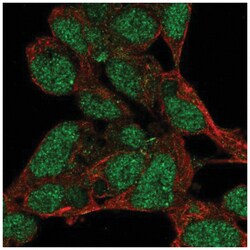 PRDM16/MEL1 Antibody, Novus Biologicals 100&mu;L; Unlabeled:Antibodies,
