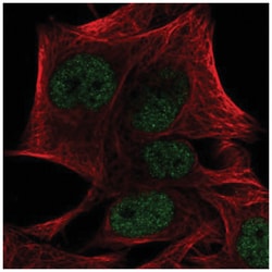 PRDM4 Antibody, Novus Biologicals:Antibodies:Primary Antibodies