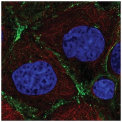 PRKCDBP Antibody, Novus Biologicals:Antibodies:Primary Antibodies