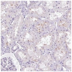 Prolactin Antibody, Novus Biologicals 25 &mu;L | Buy Online | Novus Biologicals | Fisher Scientific