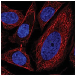 Protein O-Fucosyltransferase 1/POFUT1 Antibody, Novus Biologicals:Antibodies:Primary