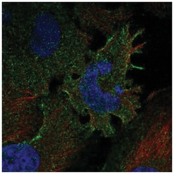 Protocadherin gamma C3 Antibody, Novus Biologicals 25 &mu;L, Unlabeled:Antibodies,