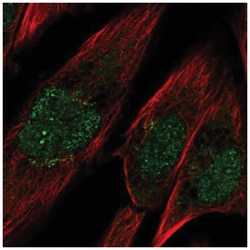 Protocadherin-10 Antibody, Novus Biologicals:Antibodies:Primary Antibodies