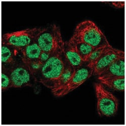 Prox1 Antibody, Novus Biologicals:Antibodies:Primary Antibodies