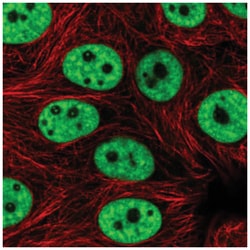 PRPF3 Antibody, Novus Biologicals 100&mu;L; Unlabeled:Antibodies, Polyclonal