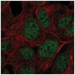 PRR14 Antibody, Novus Biologicals:Antibodies:Primary Antibodies