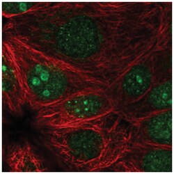 PRR19 Antibody, Novus Biologicals:Antibodies:Primary Antibodies
