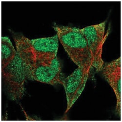 PRR3 Antibody, Novus Biologicals:Antibodies:Primary Antibodies