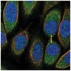 PRR5L Antibody, Novus Biologicals:Antibodies:Primary Antibodies