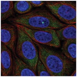 PRRC2B Antibody, Novus Biologicals 100&mu;L; Unlabeled:Antibodies, Polyclonal