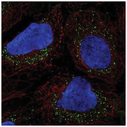 PRRG1 Antibody, Novus Biologicals:Antibodies:Primary Antibodies