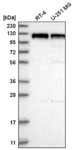 PSD93 Antibody, Novus Biologicals 25 &mu;L, Unlabeled:Antibodies, Polyclonal