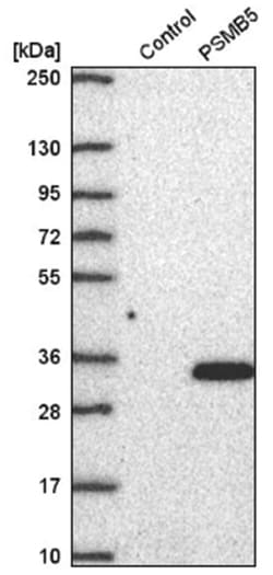 PSMB5 Antibody, Novus Biologicals 25 &mu;L, Unlabeled:Antibodies, Polyclonal