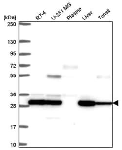 PSMB7 Antibody, Novus Biologicals:Antibodies:Primary Antibodies