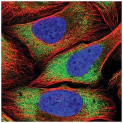 PSRC1 Antibody, Novus Biologicals 25 &mu;L, Unlabeled:Antibodies, Polyclonal