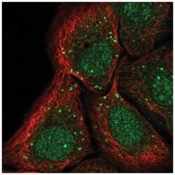 PTP alpha/PTPRA Antibody, Novus Biologicals 100&mu;L; Unlabeled:Antibodies,
