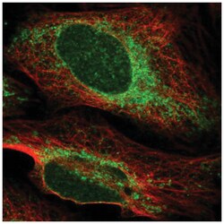 PTPLAD1 Antibody, Novus Biologicals:Antibodies:Primary Antibodies