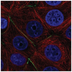 PTPRK Antibody, Novus Biologicals:Antibodies:Primary Antibodies