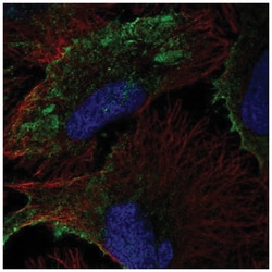 PTRF Antibody, Novus Biologicals:Antibodies:Primary Antibodies