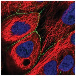 Puratrophin-1 Antibody, Novus Biologicals 100&mu;L; Unlabeled:Antibodies,