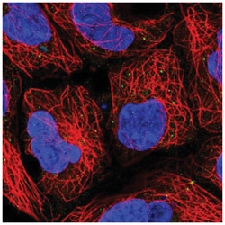 PUSL1 Antibody, Novus Biologicals 25 &mu;L, Unlabeled:Antibodies, Polyclonal