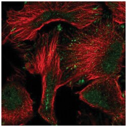 PWWP2A Antibody, Novus Biologicals:Antibodies:Primary Antibodies