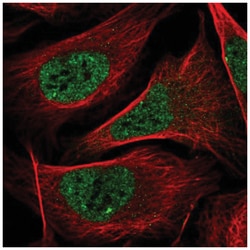 PXR/NR1I2 Antibody, Novus Biologicals:Antibodies:Primary Antibodies