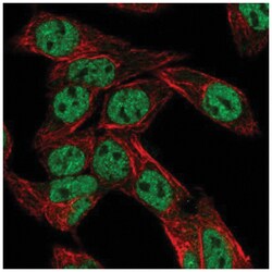 PXR/NR1I2 Antibody, Novus Biologicals 25 &mu;L | Buy Online | Novus Biologicals | Fisher Scientific