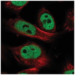 PXR/NR1I2 Antibody, Novus Biologicals:Antibodies:Primary Antibodies