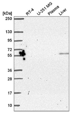 PYROXD2 Antibody, Novus Biologicals 100&mu;L; Unlabeled:Antibodies, Polyclonal