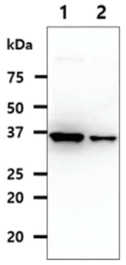QPRT Mouse anti-Human, Clone: 24C4, Novus Biologicals 100&mu;L; Unlabeled:Antibodies,