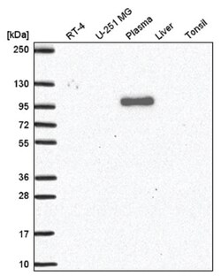 QSOX1/Quiescin Q6 Antibody, Novus Biologicals:Antibodies:Primary Antibodies