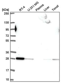 Rab5b Antibody, Novus Biologicals 25 &mu;L, Unlabeled:Antibodies, Polyclonal