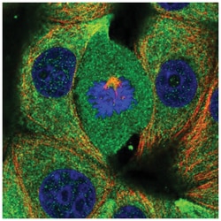 RABGAP1 Antibody, Novus Biologicals:Antibodies:Primary Antibodies