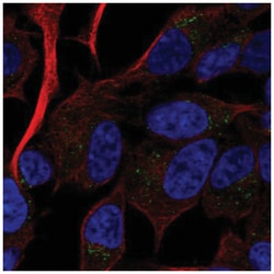 RAMP2 Antibody, Novus Biologicals 25 &mu;L, Unlabeled:Antibodies, Polyclonal
