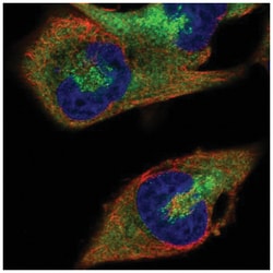 RanBP1 Antibody, Novus Biologicals 100&mu;L; Unlabeled:Antibodies, Polyclonal