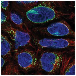 RanBP2 Antibody, Novus Biologicals:Antibodies:Primary Antibodies