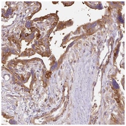 Ras-GAP Antibody, Novus Biologicals 25 &mu;L; Unconjugated:Antibodies,