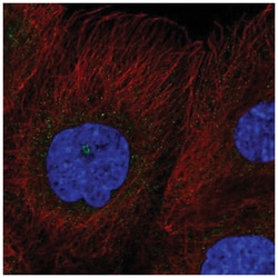 RASSF7 Antibody, Novus Biologicals 100&mu;L; Unlabeled:Antibodies, Polyclonal