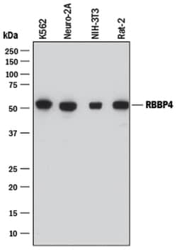 Human/Mouse/Rat RBBP4 Antibody, R D Systems:Antibodies:Primary Antibodies