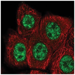 RBBP6 Antibody, Novus Biologicals:Antibodies:Primary Antibodies