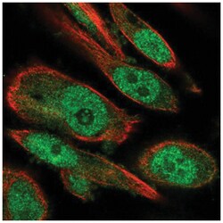 RBBP9 Antibody, Novus Biologicals:Antibodies:Primary Antibodies